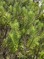 Linochilus rosmarinifolius