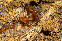 Dorylus fulvus