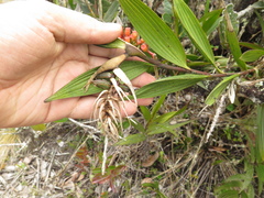 Elleanthus maculatus
