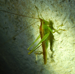 Conocephalus conocephalus