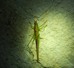 Conocephalus conocephalus