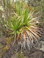 Puya nitida