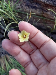 Xenostegia tridentata