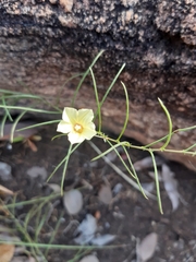 Xenostegia tridentata