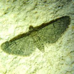 Eupithecia ultimaria