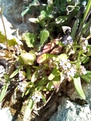 Centranthus calcitrapae