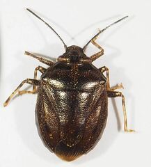 Antiteuchus