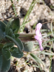 Silene littorea