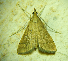 Dolicharthria punctalis