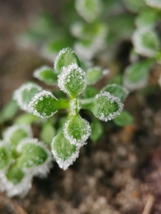 Arenaria serpyllifolia