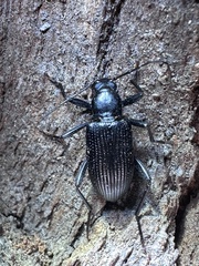 Alleculina