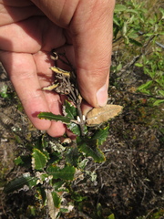 Scrobicaria ilicifolia