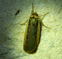 Ochropleura leucogaster