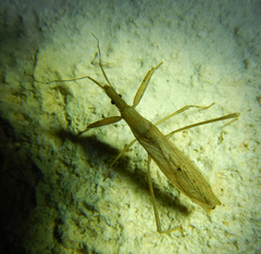 Sastrapada baerensprungi