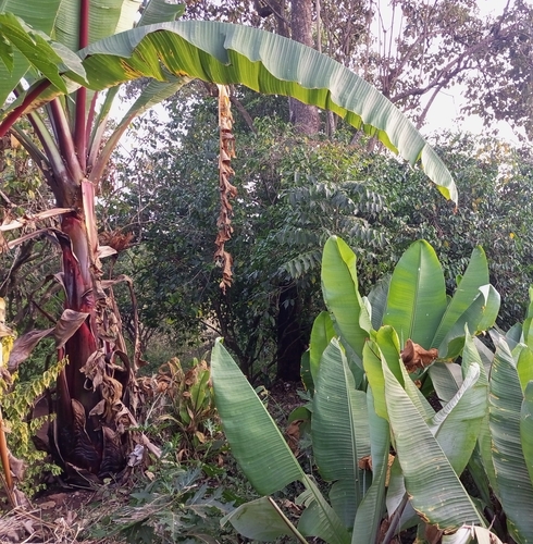 Ensete image