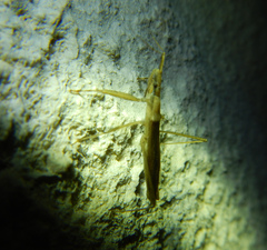 Sastrapada baerensprungi