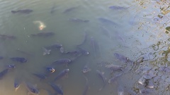 Cyprinus carpio