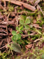 Trifolium dubium