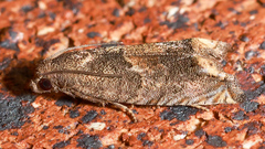 Epiblema strenuana