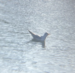 Chroicocephalus ridibundus