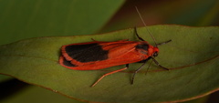 Scoliacma bicolora