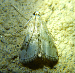 Parapoynx stratiotata