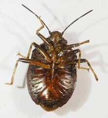 Antiteuchus