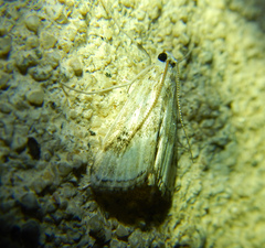 Parapoynx stratiotata