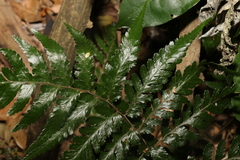 Lastreopsis marginans