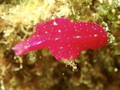 Phrikoceros baibaiye