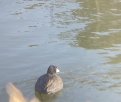 Fulica atra atra