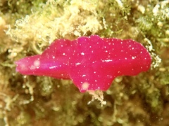 Phrikoceros baibaiye