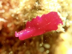 Phrikoceros baibaiye
