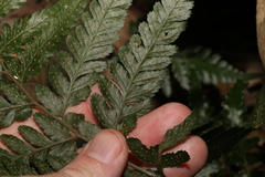 Lastreopsis marginans