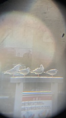 Chroicocephalus ridibundus
