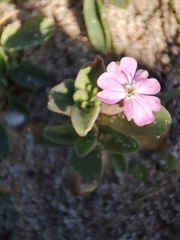 Silene littorea