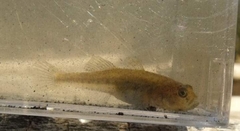 Knipowitschia panizzae