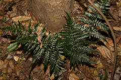 Lastreopsis marginans