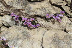 Viola crassiuscula