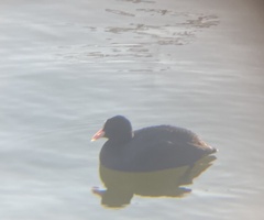 Fulica atra atra