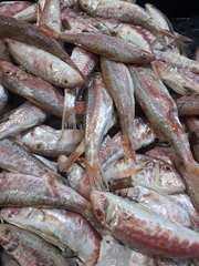 Mullus barbatus