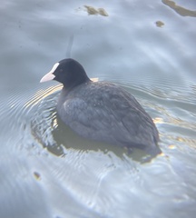 Fulica atra atra