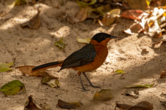 Cossypha niveicapilla