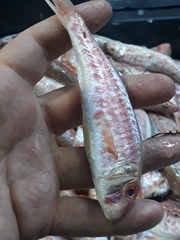 Mullus barbatus