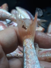 Mullus barbatus