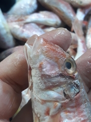 Mullus barbatus