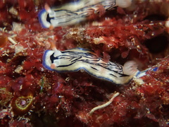 Hypselodoris maritima
