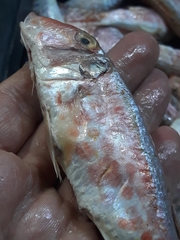 Mullus barbatus