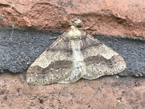 Dotted Border Moth