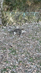Felis catus